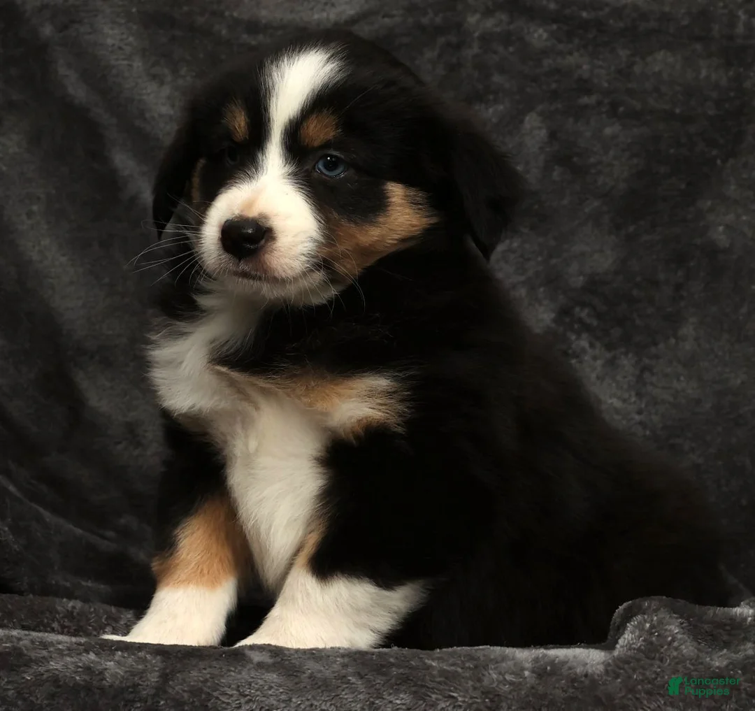 Miniature Australian Shepherd dogs for sale: Sage - Ad 6