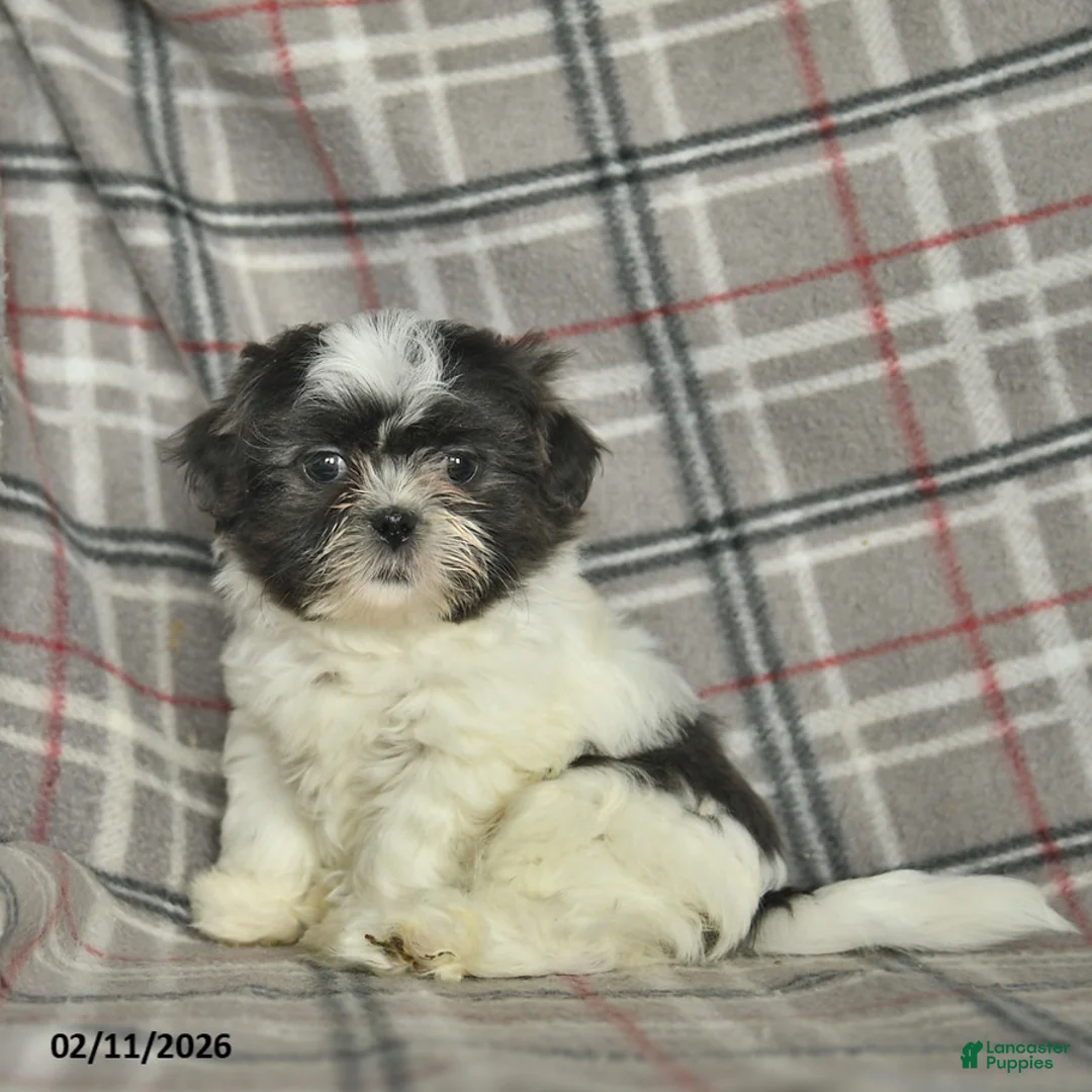 Shih Tzu dogs for sale: Wallace - Ad 4