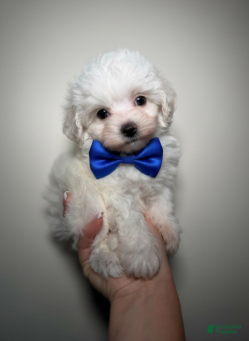 Maltipoo dogs Teacup Korean Maltipoo - Ad 2