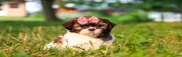 Shih Tzu dogs for sale: Rosie - Ad 1