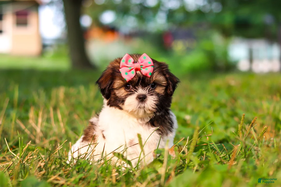 Shih Tzu dogs for sale: Rosie - Ad 1