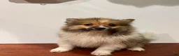Pomeranian dogs for sale: Butter - Ad 3