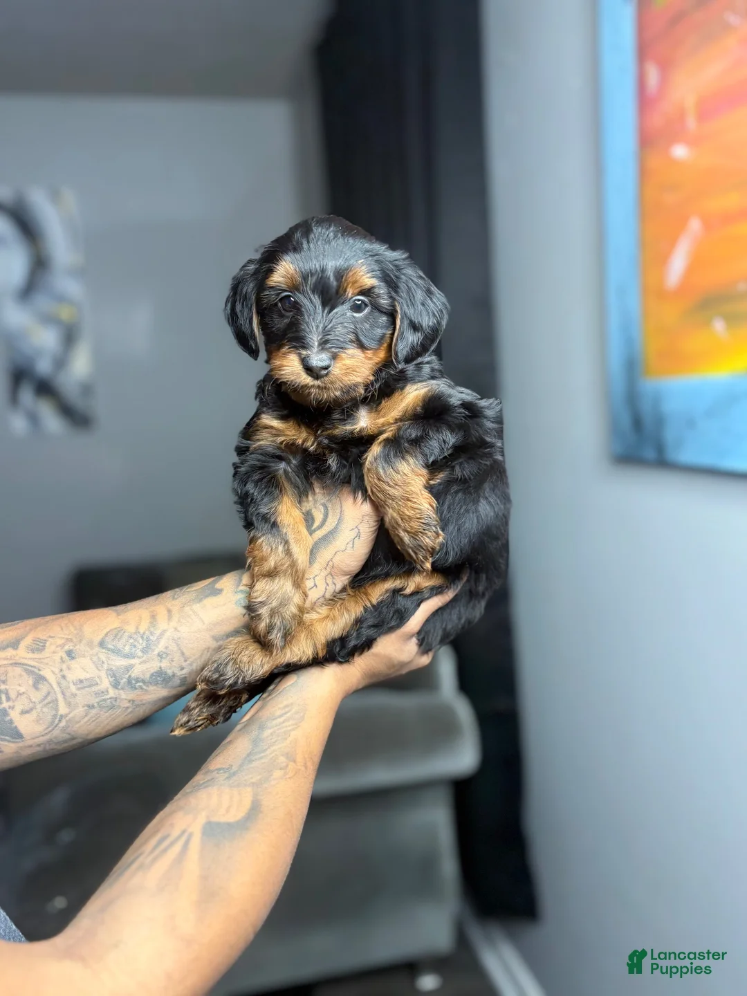 Yorkiepoo dogs for sale: Sasha - Ad 2