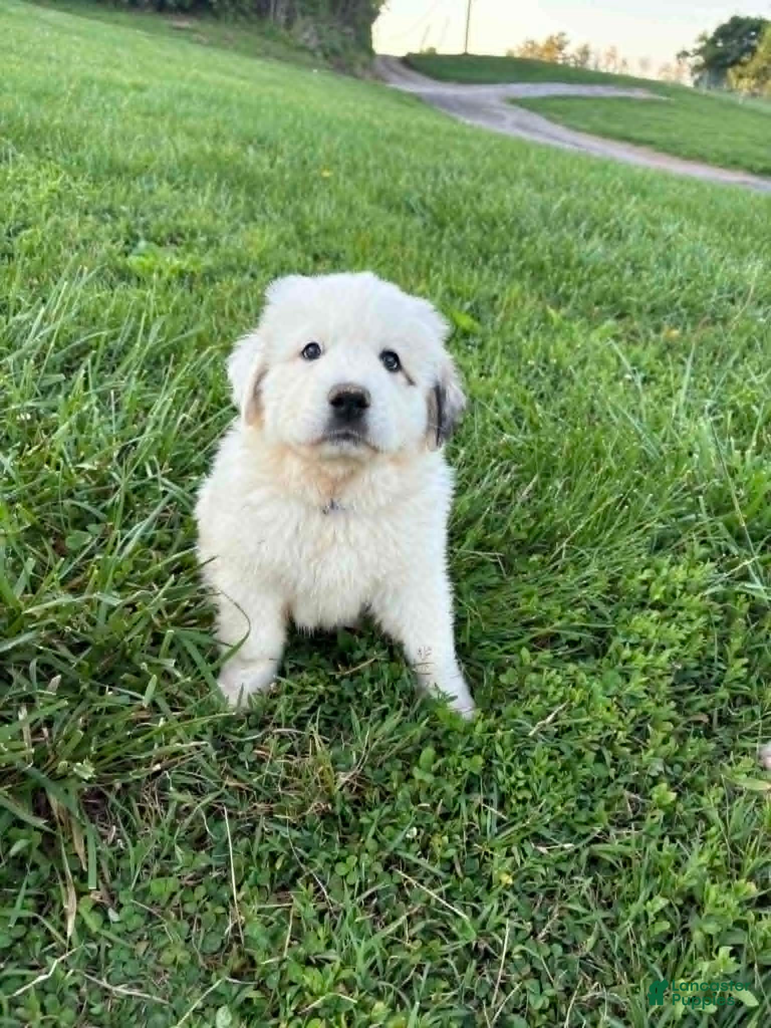 Great Pyrenees dogs Great Pyrenees Puppy 2 Blue - Ad 8