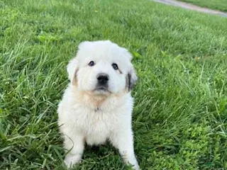 Great Pyrenees dogs Great Pyrenees Puppy 2 Blue - Ad 8