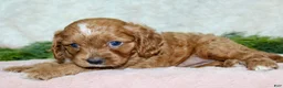 Cavapoo dogs for sale: Cavapoo 2 - Ad 4