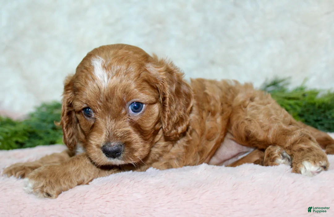 Cavapoo dogs for sale: Cavapoo 2 - Ad 4