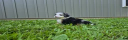 Bernedoodle dogs for sale: Molly  - Ad 3