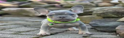 French Bulldog dogs for sale: Teddy Video ad - Ad 4