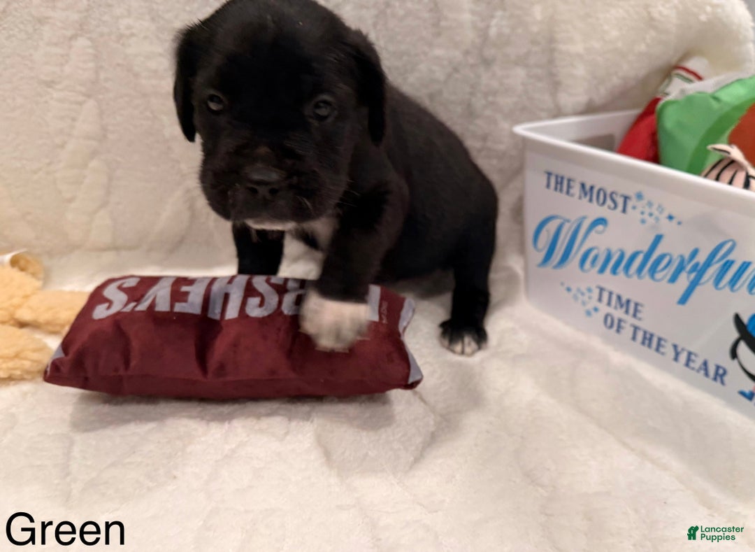 Cane Corso dogs for sale: Ghost (dark green) - Ad 2