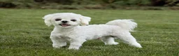 Maltese dogs for sale: Nancho - Teacup - Ad 7