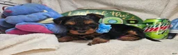 Yorkshire Terrier dogs for sale: Sly Stalone  - Ad 3