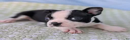 Boston Terrier dogs for sale: Mr. Kringle - Ad 12