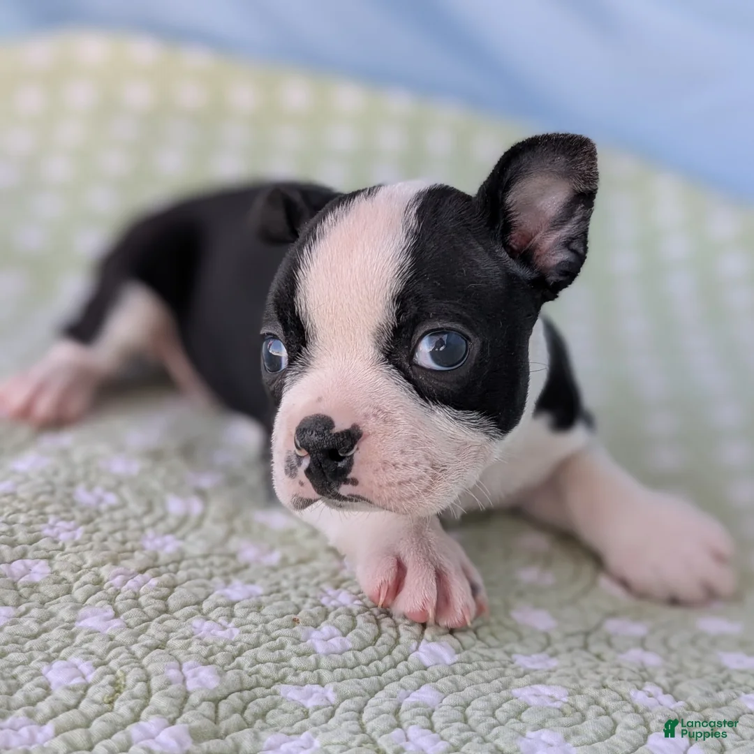 Boston Terrier dogs for sale: Mr. Kringle - Ad 12