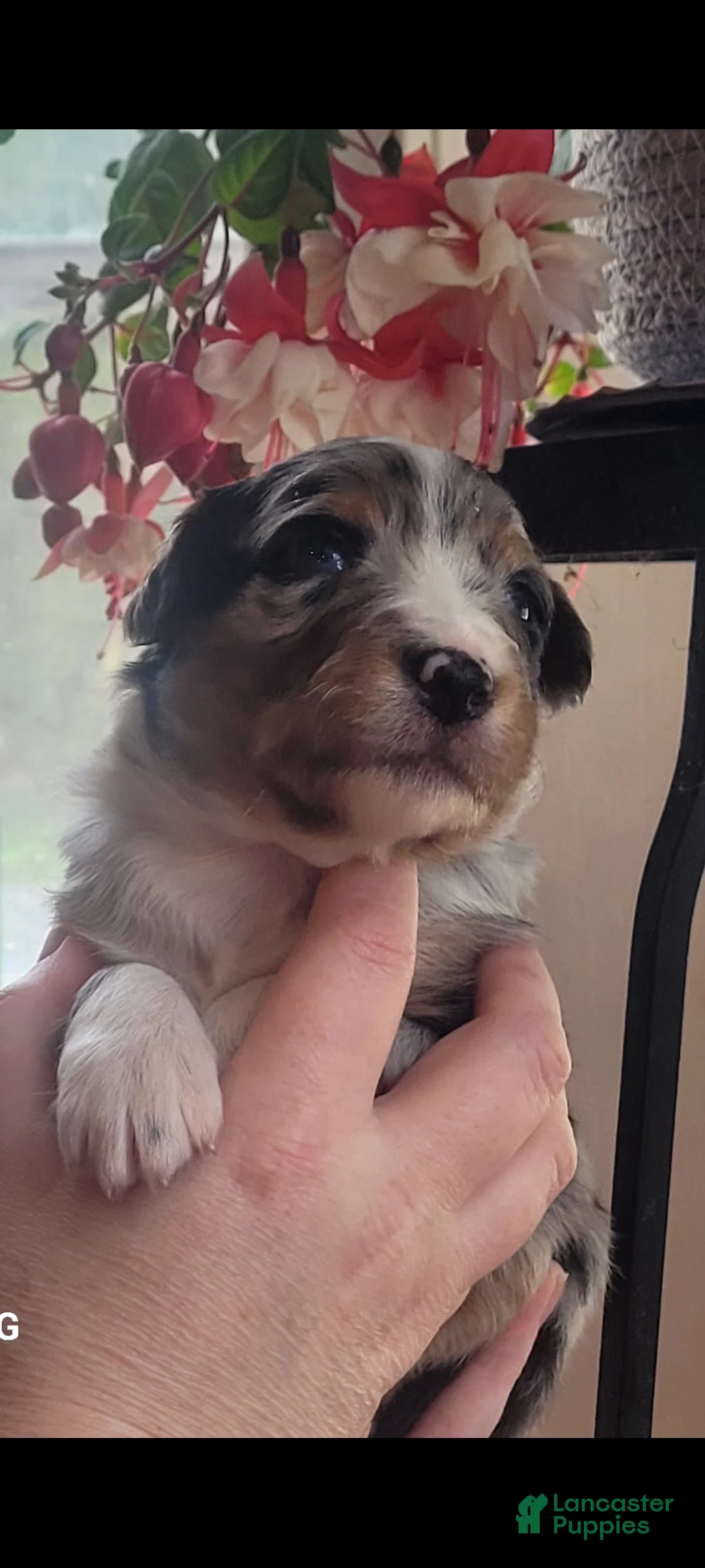 Australian Shepherd dogs for sale: Australian Shepherd Puppy 5 - Ad 1
