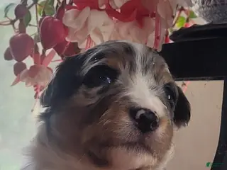 Australian Shepherd dogs Australian Shepherd Puppy 5 - Ad 22