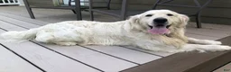 Golden Retriever dogs for sale: Princess - Ad 4