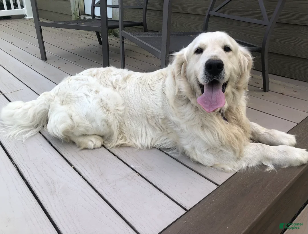 Golden Retriever dogs for sale: Princess - Ad 4