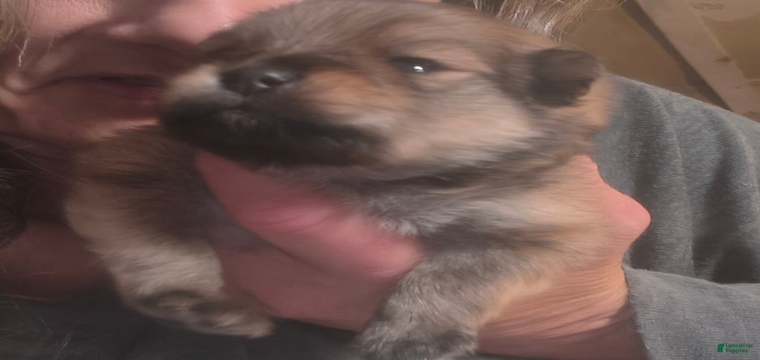 Gallery Image {{count}}