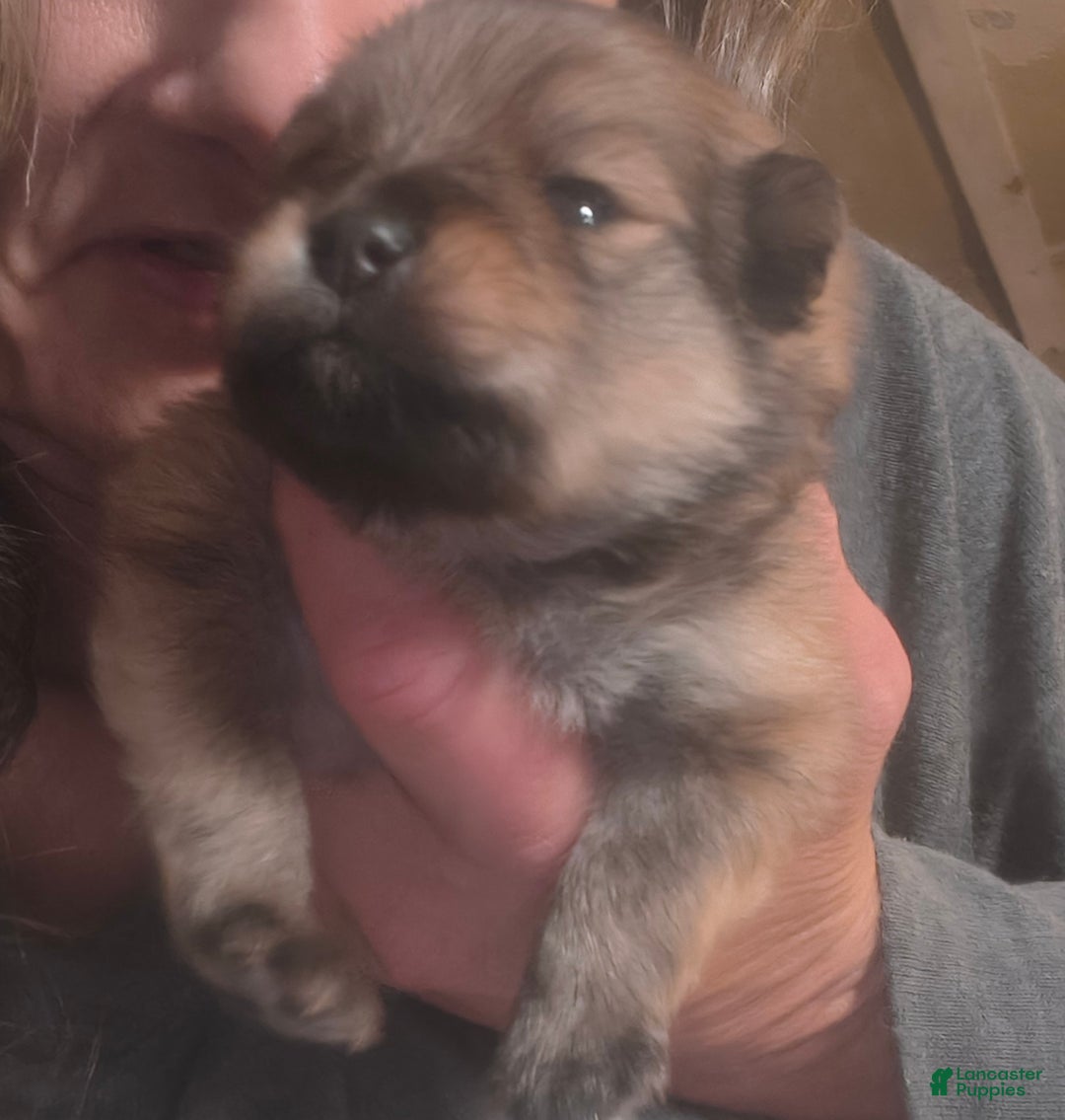 Gallery Image {{count}}