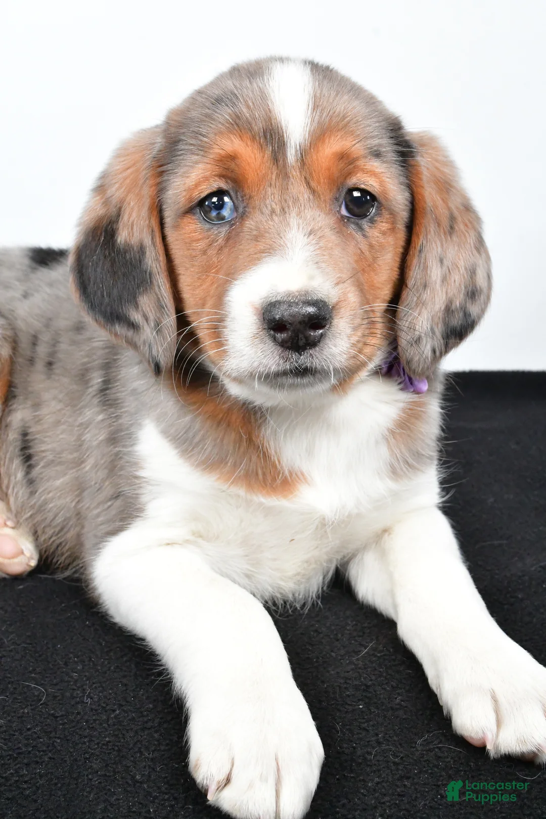 Mixed Breed dogs for sale: Twinkie - Ad 5