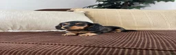 Miniature Dachshund dogs for sale: Miniature Dachshund 1 - Ad 4
