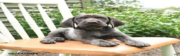 German Shorthaired Pointer dogs for sale: Rocky - Ad 3