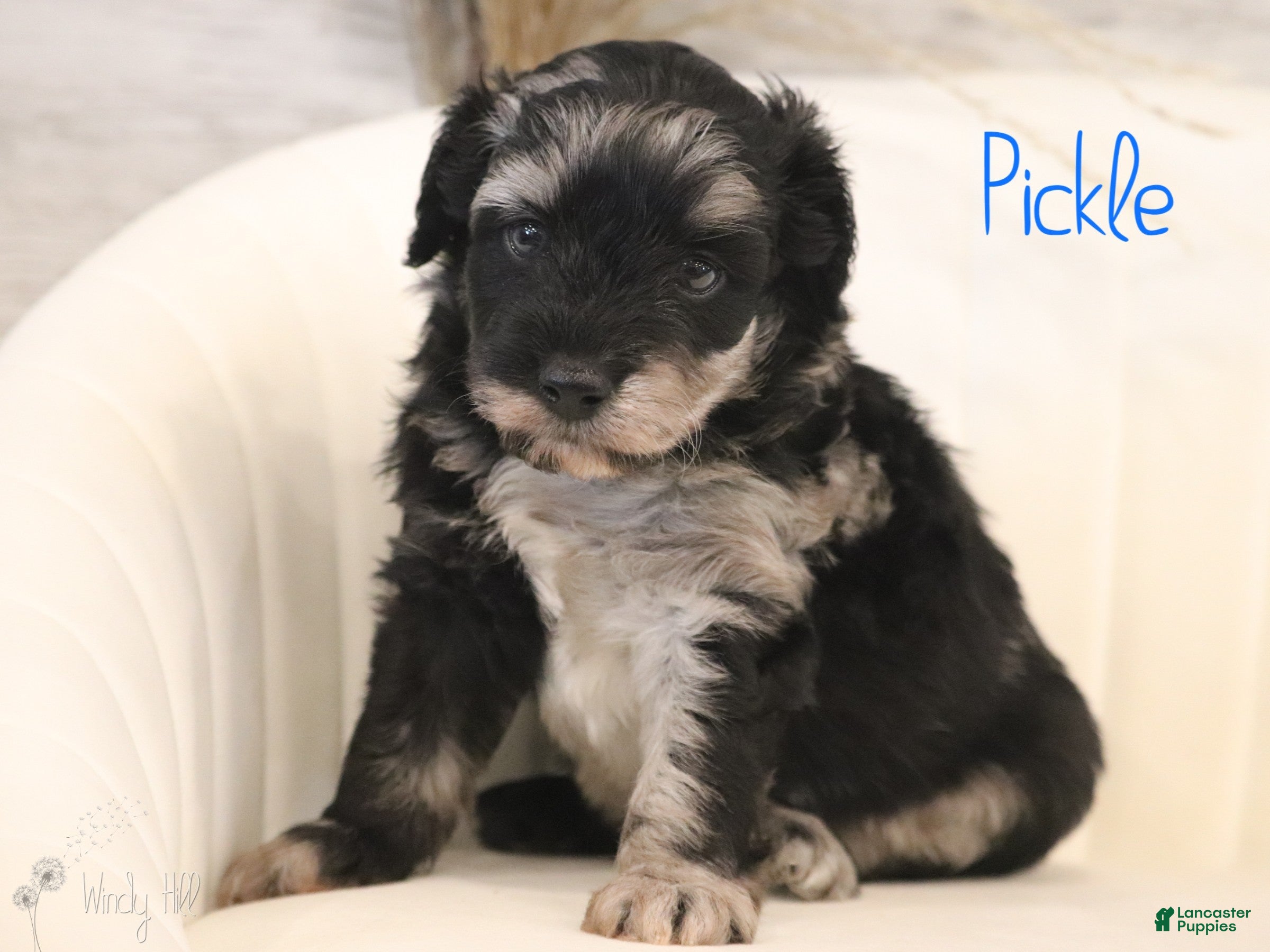 Mini Aussiedoodle dogs Pickle - Ad 33