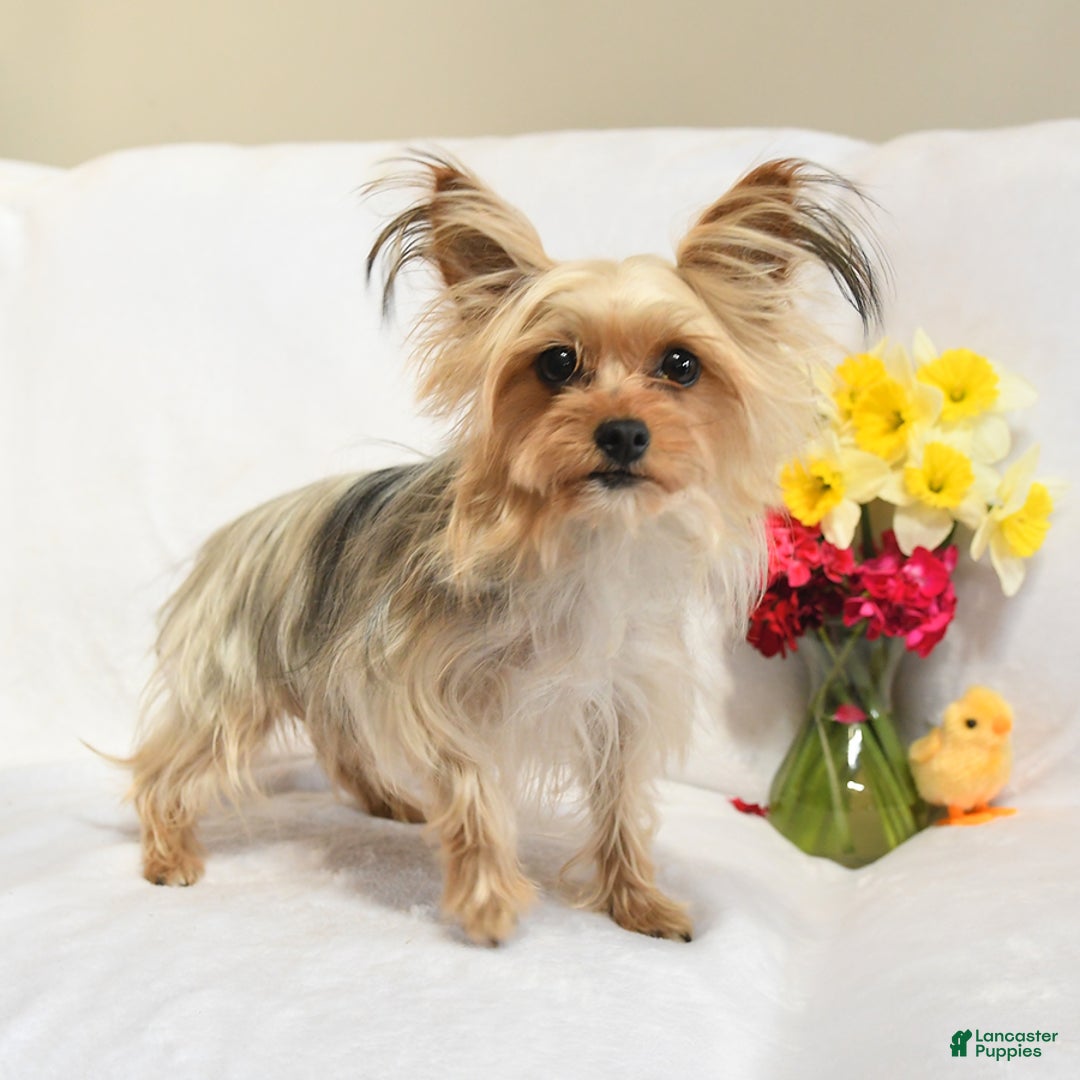 Yorkshire Terrier dogs for sale: Cookie - Ad 11
