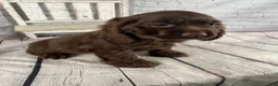Cocker Spaniel dogs for sale: Copper - Ad 6