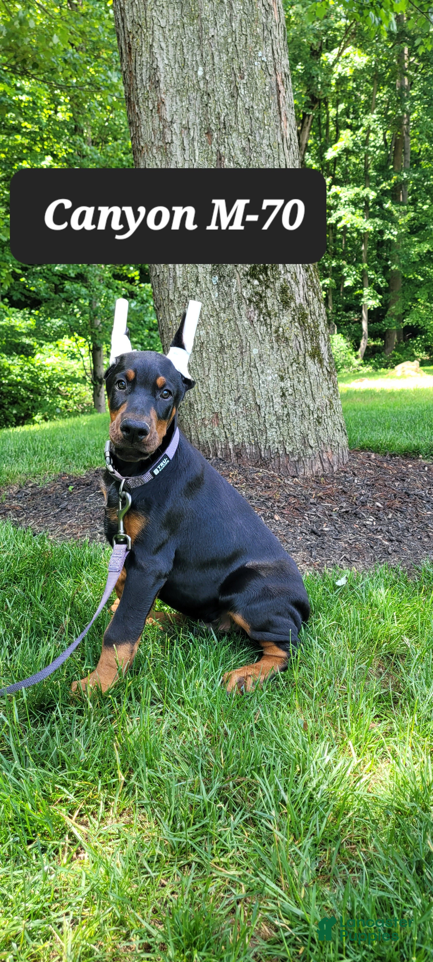 Doberman Pinscher dogs CANYON - Ad 39