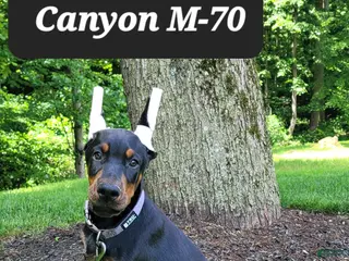 Doberman Pinscher dogs CANYON - Ad 39