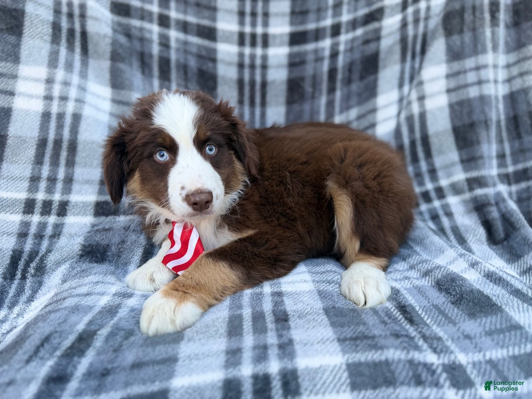 Miniature Australian Shepherd dogs for sale: Sully - Ad 4