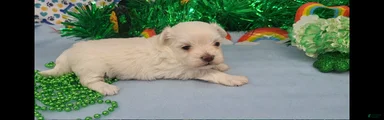 Maltese Puppy 2 