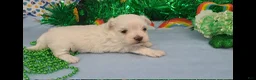 Maltese dogs for sale: Maltese Puppy 2  - Ad 1