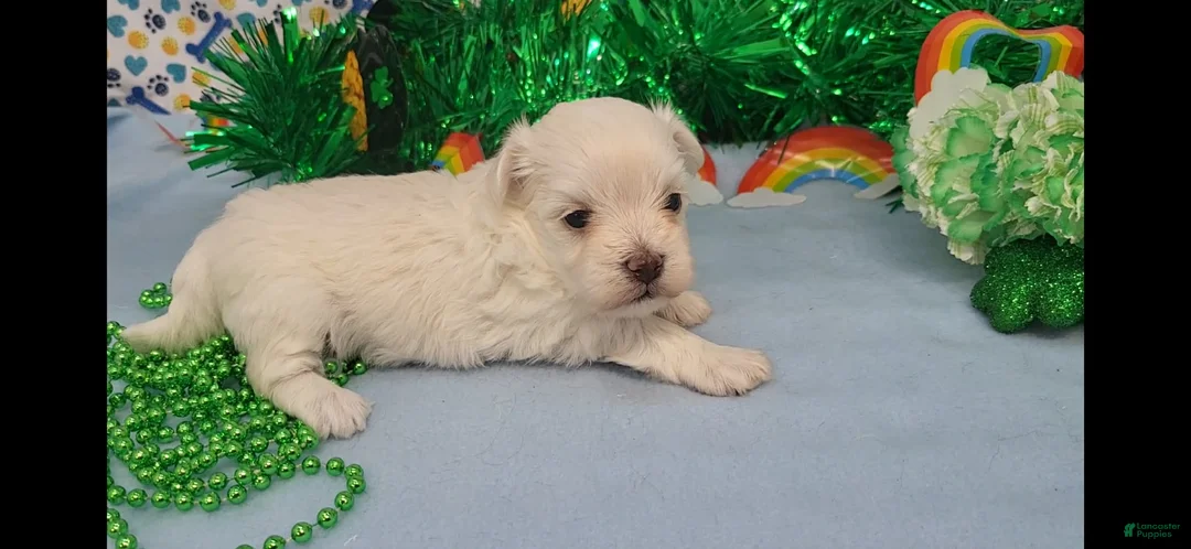 Maltese dogs for sale: Maltese Puppy 2  - Ad 1