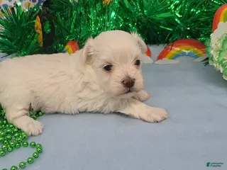 Maltese dogs for sale: Maltese Puppy 2 - Ad 1