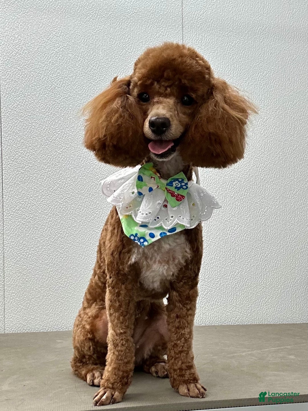 Toy Poodle dogs for sale: Toy Poodle Puppy 3 - Ad 5