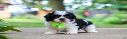 Shih Tzu dogs for sale: Huckleberry - Ad 5