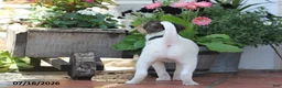 Toy Fox Terrier dogs for sale: Millie - Ad 4