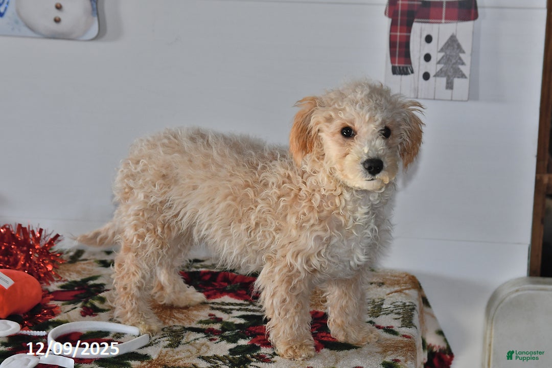 Bichpoo dogs for sale: Cowboy - Ad 1