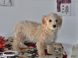 Bichpoo dogs Cowboy - Ad 2