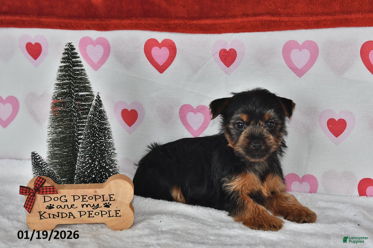 Yorkshire Terrier dogs Amy - Ad 2