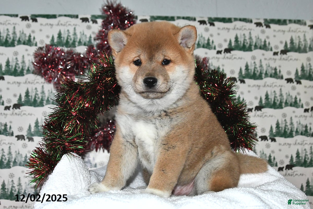 Shiba Inu dogs Liko - Ad 6