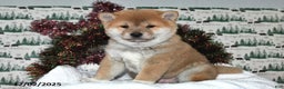 Shiba Inu dogs for sale: Liko - Ad 1