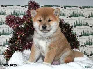 Shiba Inu dogs Liko - Ad 31