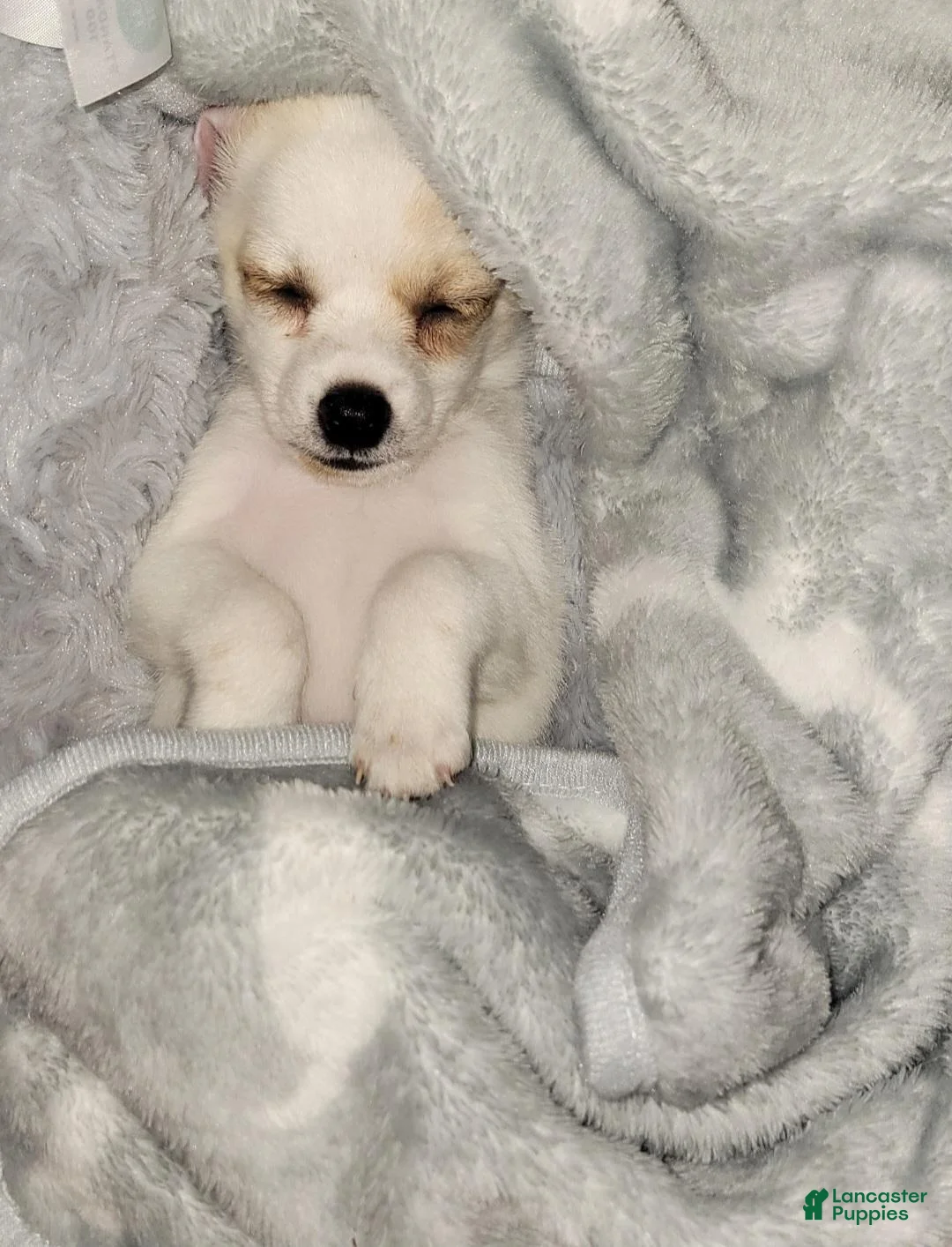 Chiweenie dogs for sale: Benjamin "Benji" - Ad 6