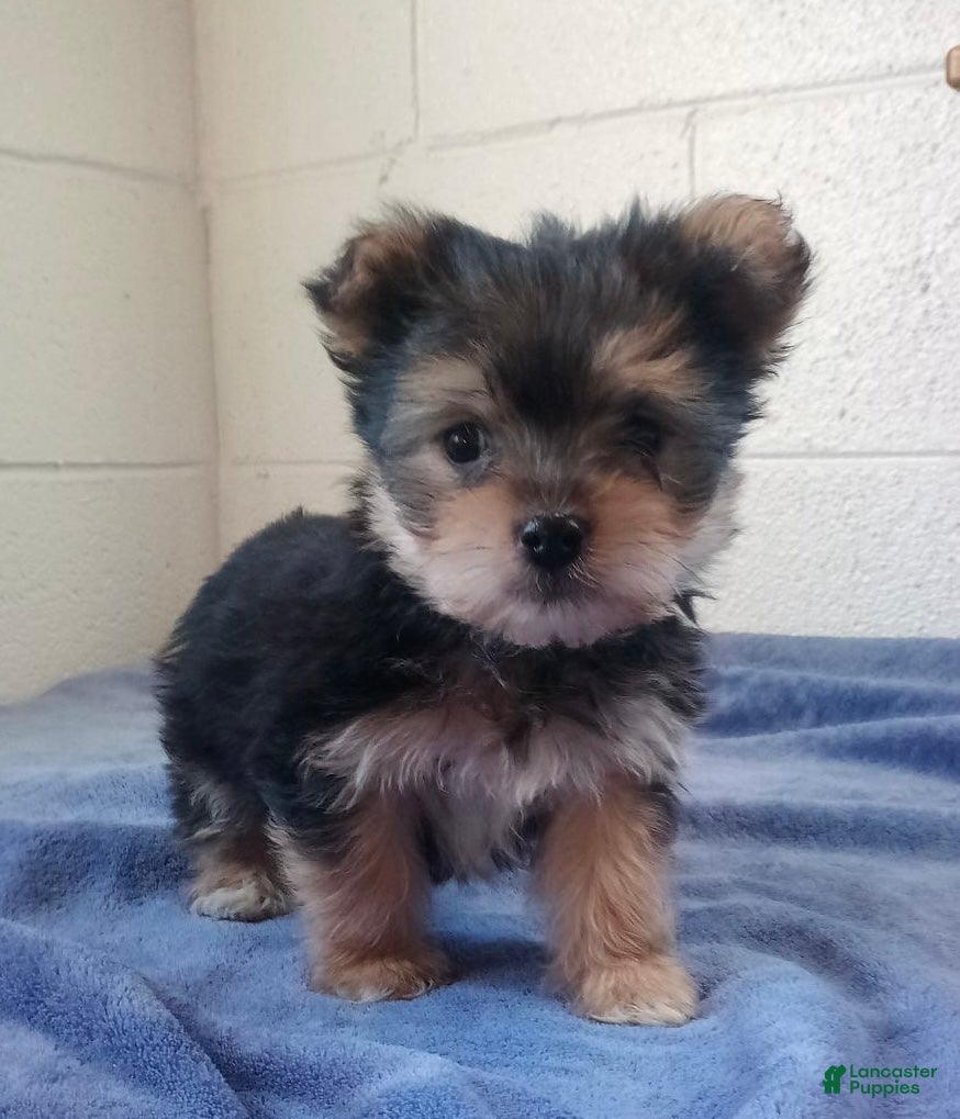 Morkie dogs Max - Ad 2