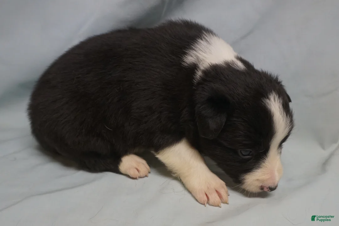 Border Collie dogs for sale: Winnie,   Puppy 2 - Ad 3