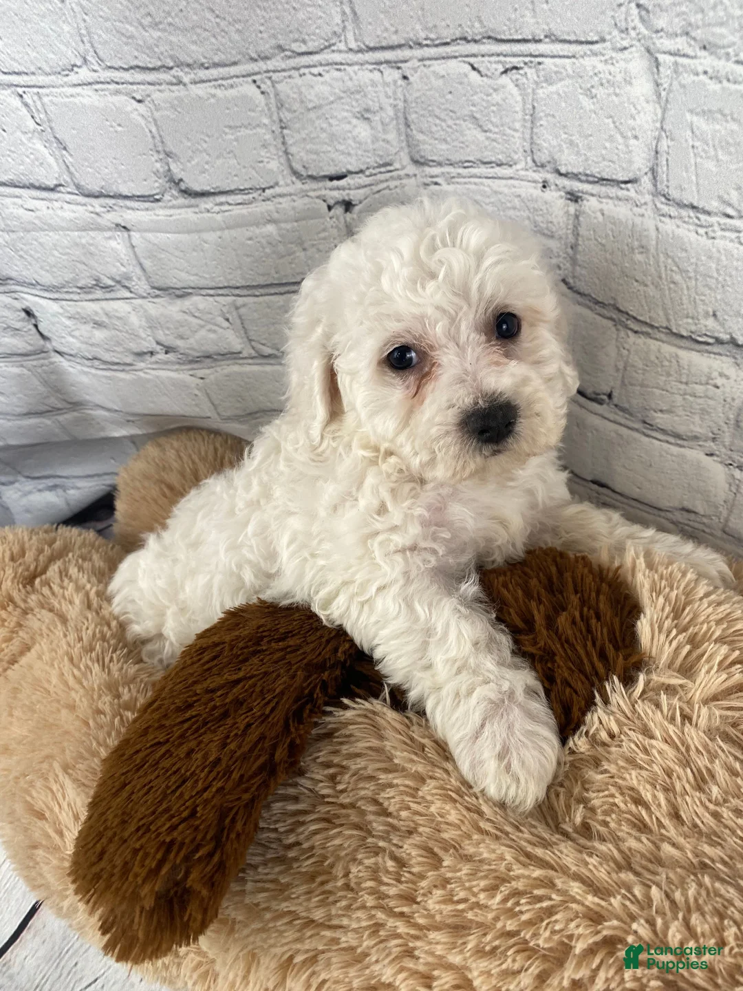 Bichon Frise dogs for sale: Annie - Ad 6